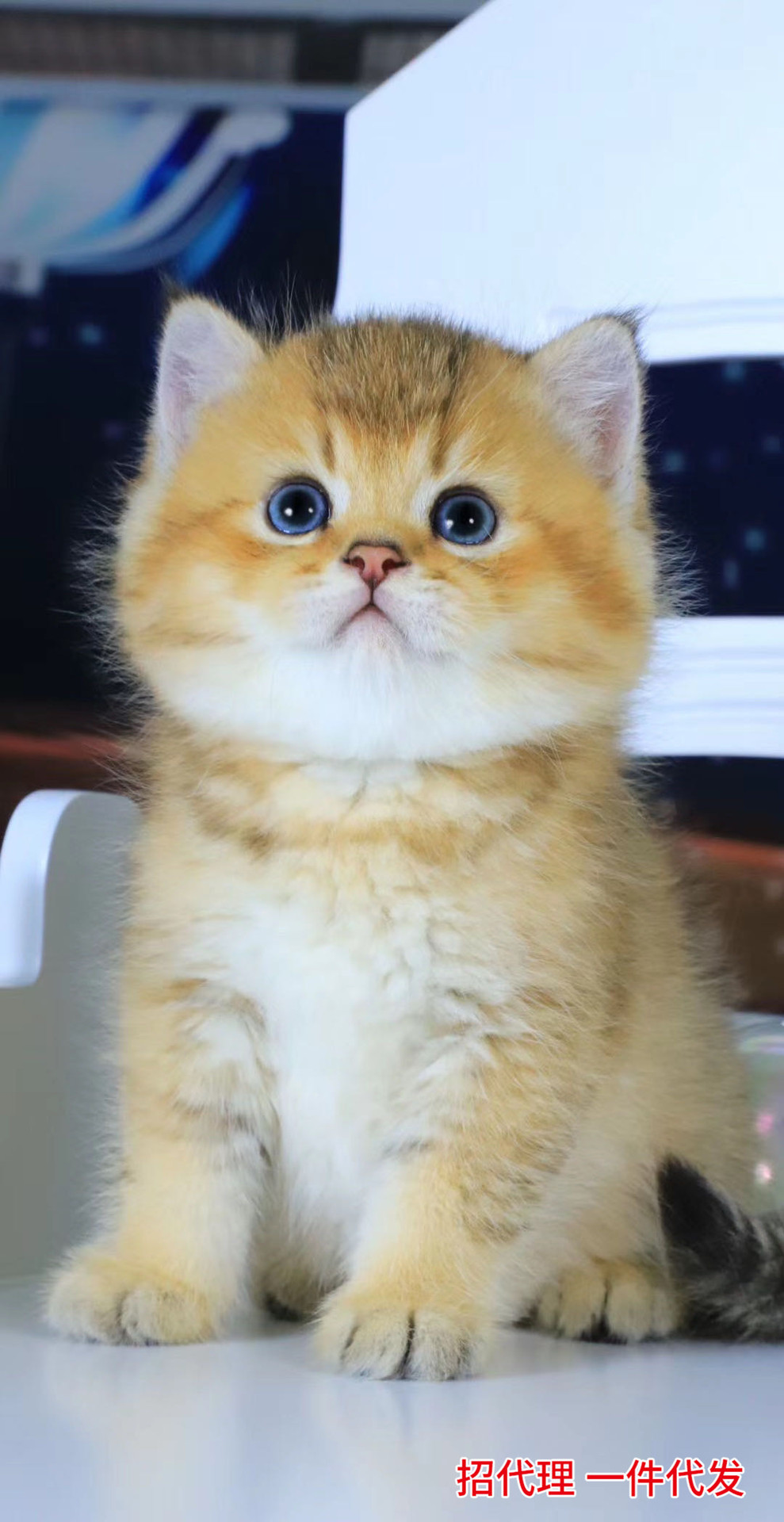 金渐层猫幼猫活体出售渐层豹猫矮脚蓝猫加菲猫美短猫猫定金价