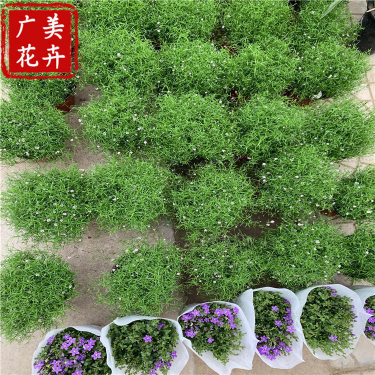贵州绿化满天星小苗批发 星空草满天星 贵阳满天星杯苗上车价格