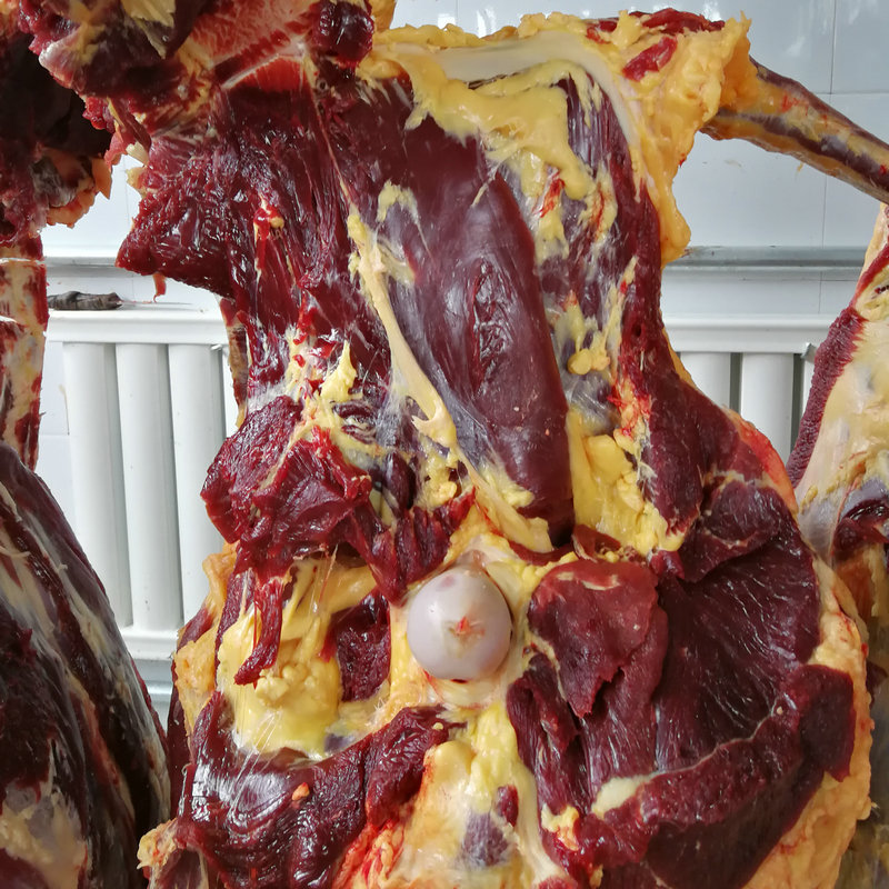 供应甘肃天祝白牦牛肉 新鲜牦牛肉 西藏牦牛肉 冷冻包装生肉批发-阿里