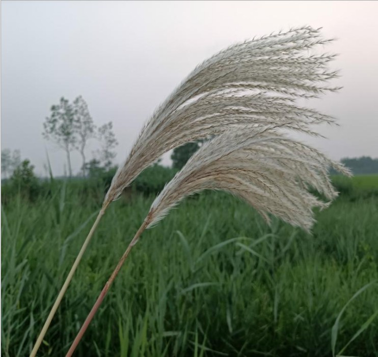 拂尘花天然乡村小芦苇艺术干花室内家居摆件拍摄道具芦苇花装饰