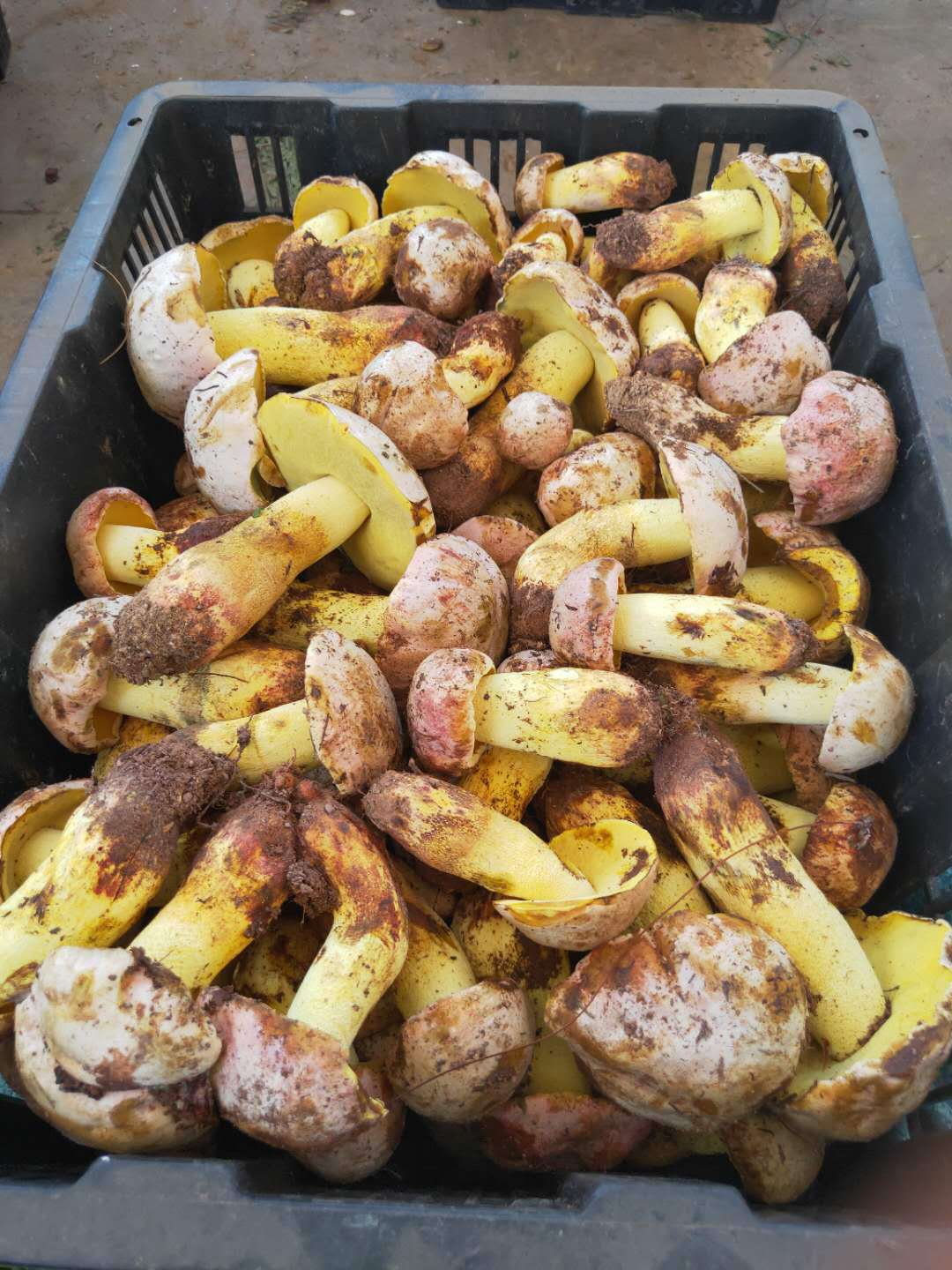 云南白牛肝菌 新鲜速冻食用菌煲汤香蘑菇 口感香嫩滑 白见手青