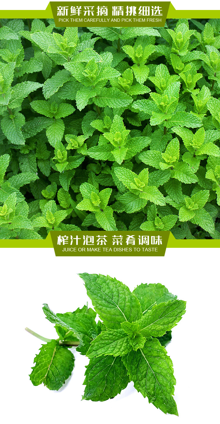 3斤包邮新鲜薄荷叶食用薄荷头奶茶蛋糕装饰留兰香薄荷叶批发现货