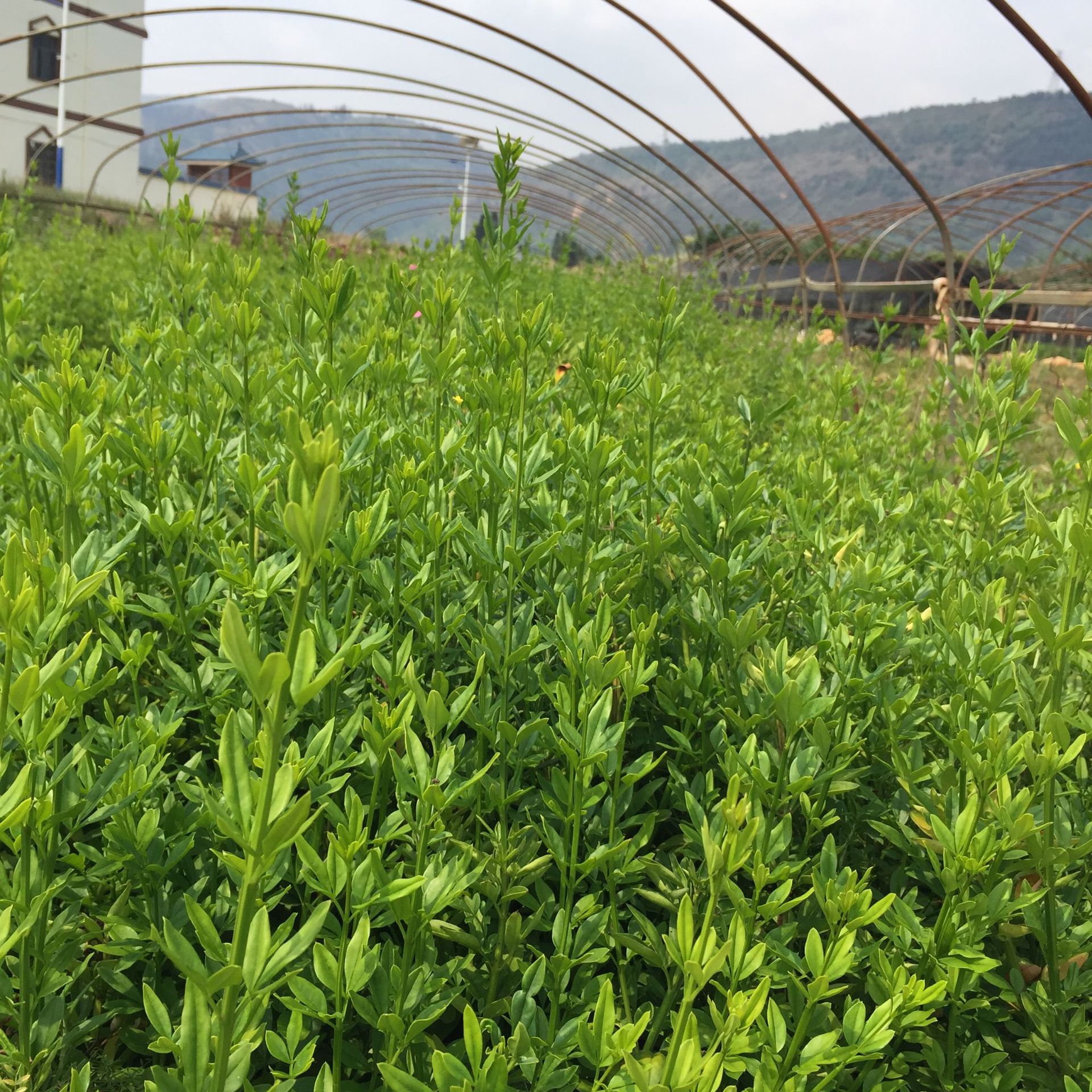 云南黄素馨 基地直销 迎春柳杯苗 耐干耐寒 园林植物绿化地被