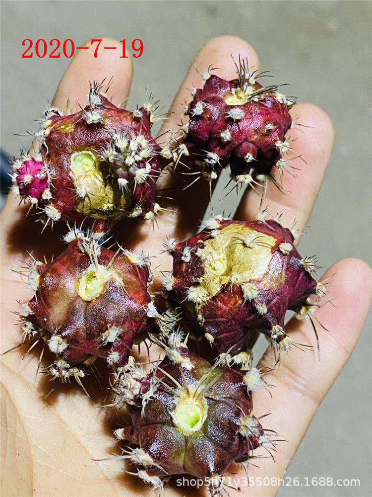 171多肉植物大棚批发 白星 紫皮牡丹单头实生多肉品种