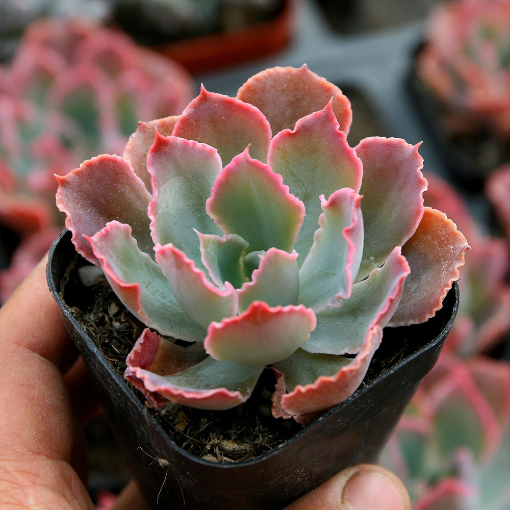 晚霞之舞多肉植物批发桌面迷你花卉绿植青州花卉含盆带土新绿盆栽