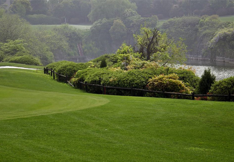 带泥土真草皮草坪庭院别墅绿化植物马尼拉四季青果岭草草坪种子