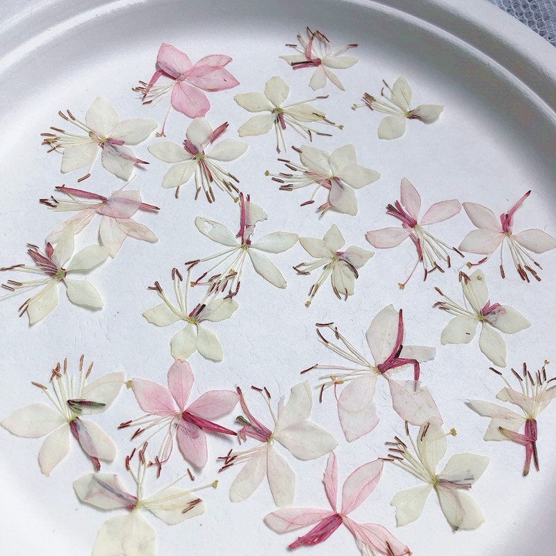 山桃草 蝴蝶花桃花干花压花标本diy相框美甲脸部贴花火漆印章材料