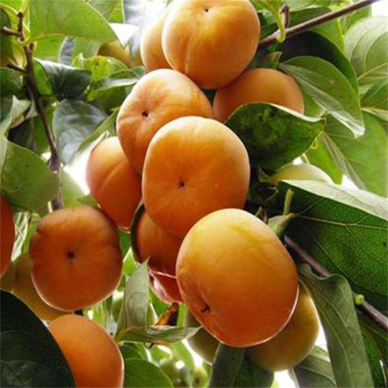 陕西现摘脆柿子新鲜水果当季整箱硬柿子5斤装脆皮甜柿子 批发包邮