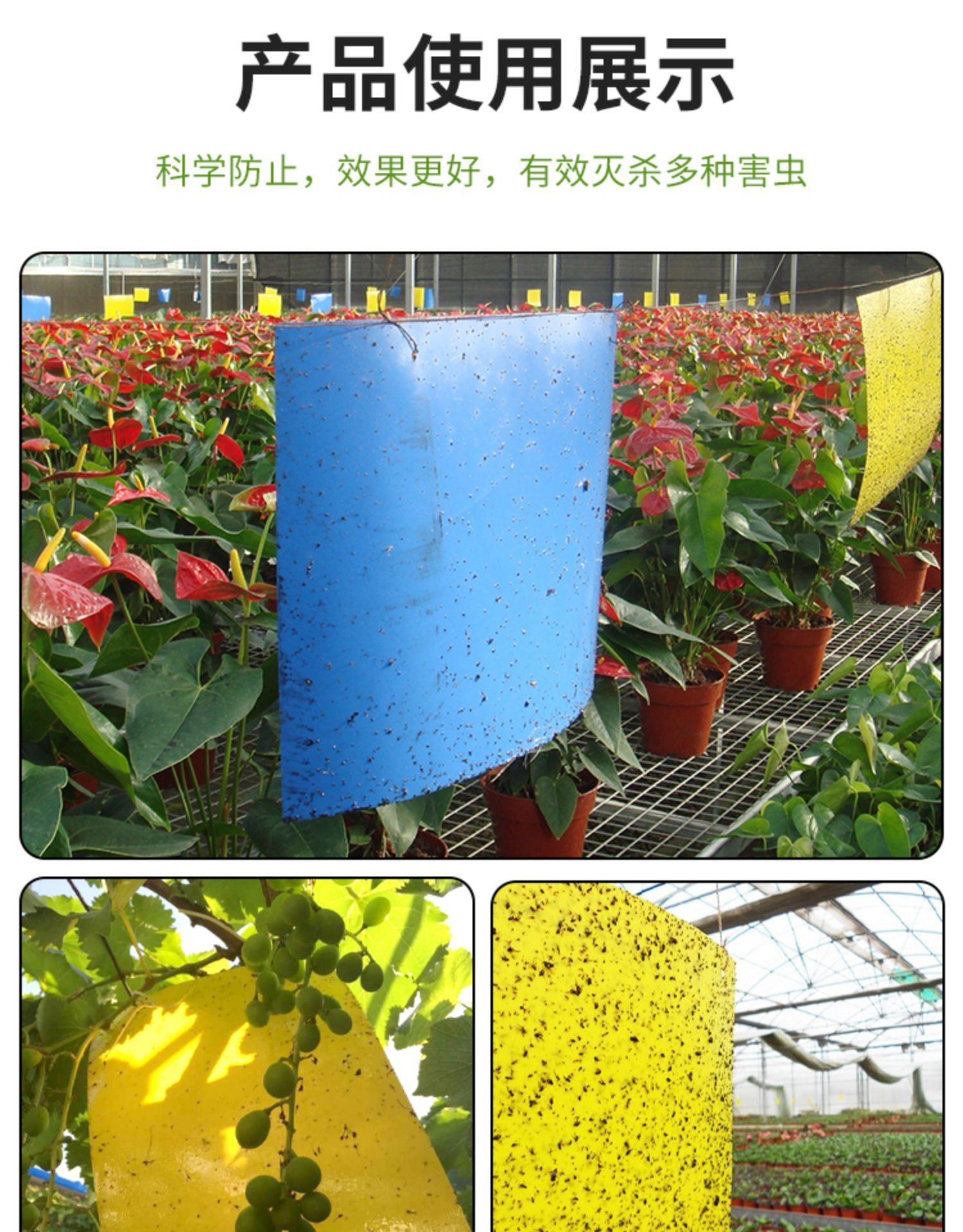 双面粘虫诱虫板 大棚黏蓟马园林捕虫20*25cm双面粘虫板 厂家直销