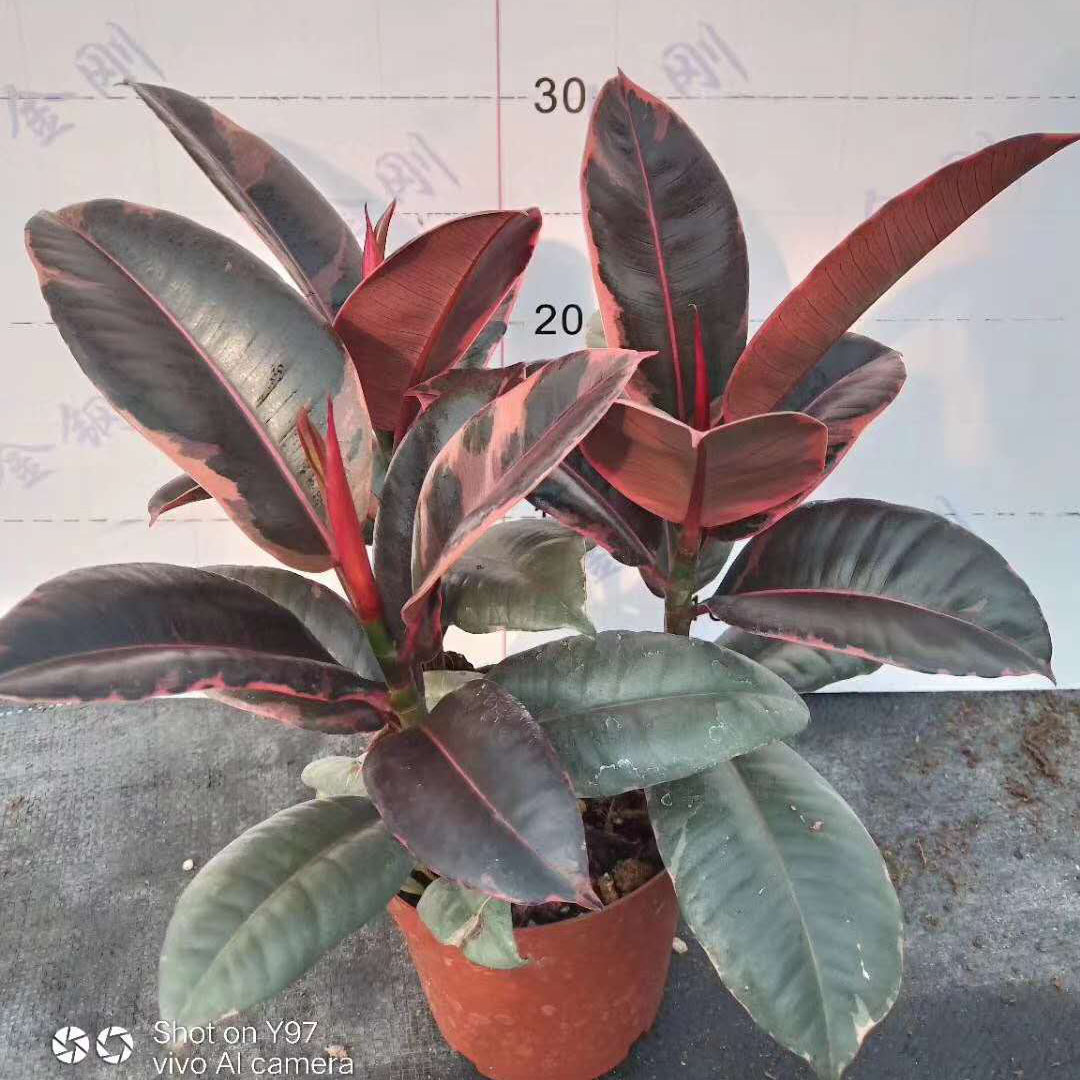 【基地直供】橡皮树植物花卉盆栽绿植 居家花植物盆栽 150#红关公