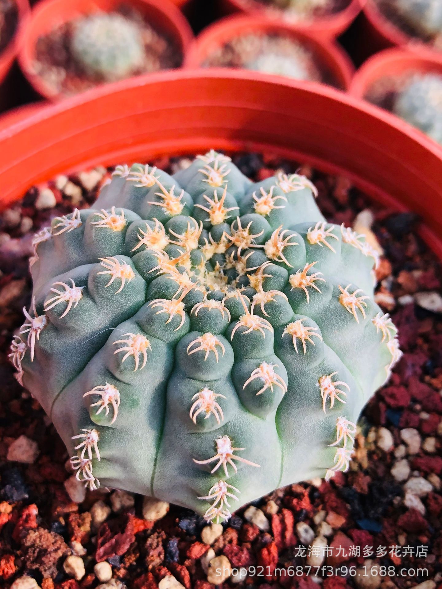 白刺瑞昌玉仙人球56cm种子长大的根系旺盆栽防幅射