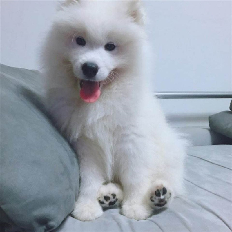 出售纯种萨摩耶大骨架幼犬纯白色萨摩耶微笑天使活体宠物犬疫苗齐