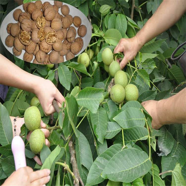 南北方种植核桃树苗文玩核桃苗价格适合地栽盆栽庭院种植量大从优