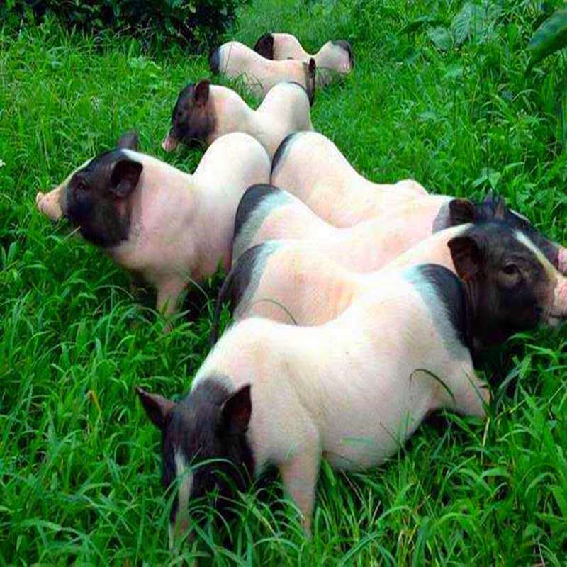 纯种巴马香猪幼崽活体怀孕母猪 藏香猪猪崽包邮
