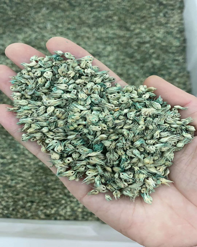 野牛草种子批发牧草匍匐厚密型新采当季多年暖季耐踩护坡道路固土