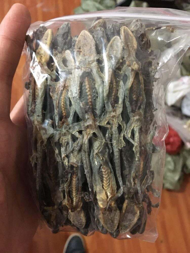 【壁壁虎】-壁壁虎厂家,品牌,图片,热帖-阿里巴巴