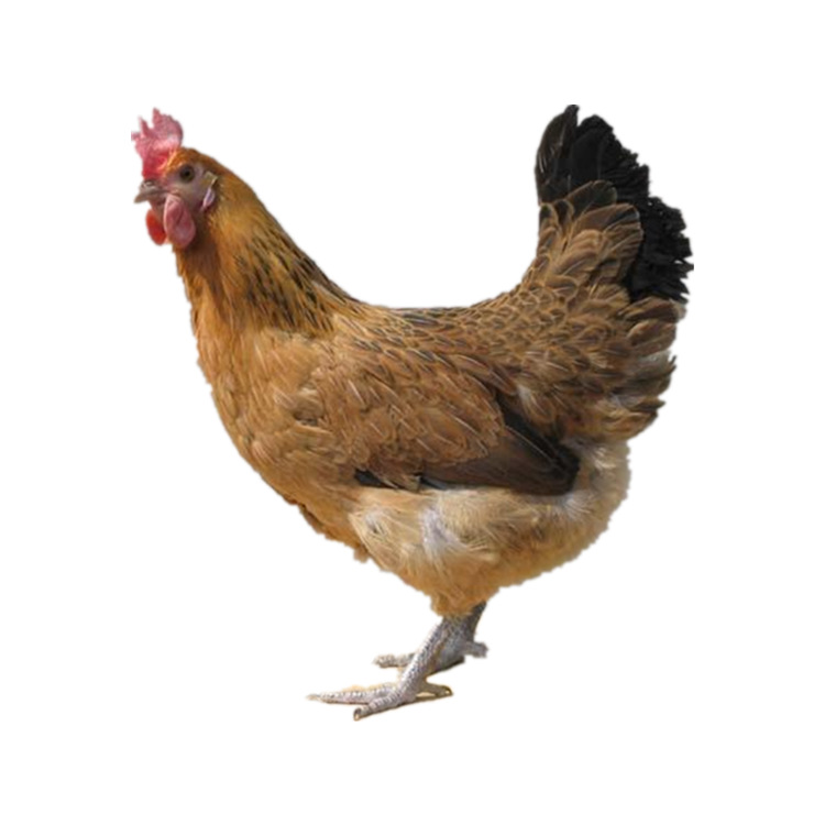 黄麻羽青脚土鸡苗母小鸡苗批发蛋鸡苗细脚高脚草鸡湖南土鸡苗批发