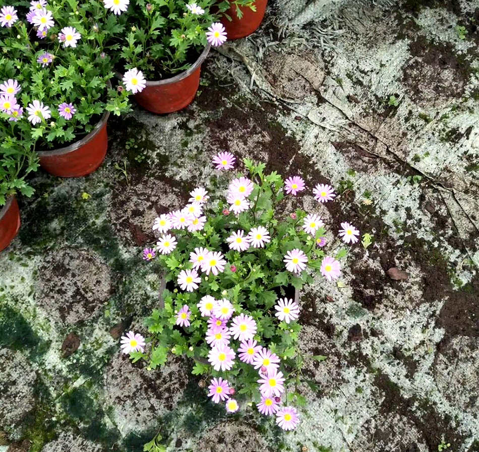 姬小菊 园林绿化地被植物 花镜植物