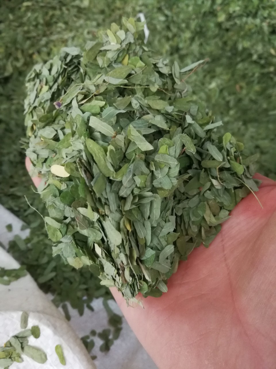 甜鸡骨草叶 相思叶 鸡骨草叶 斤