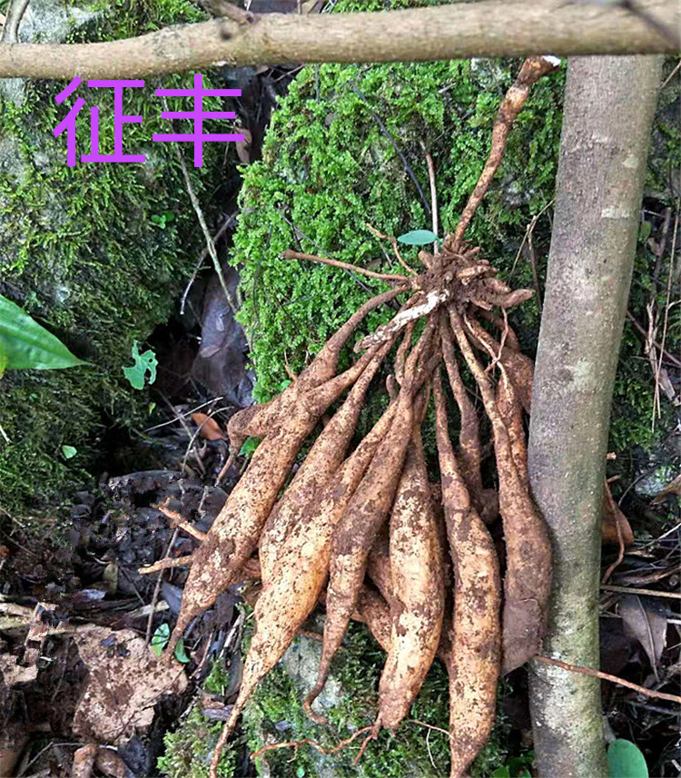 新鲜百部深山野外现挖百条根百部草祛虱药500g