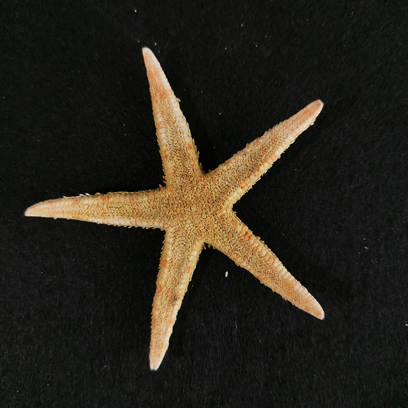 琼海福海/diy迷你小扁海星现货批发贝壳海螺鱼缸造景装饰家居摆件