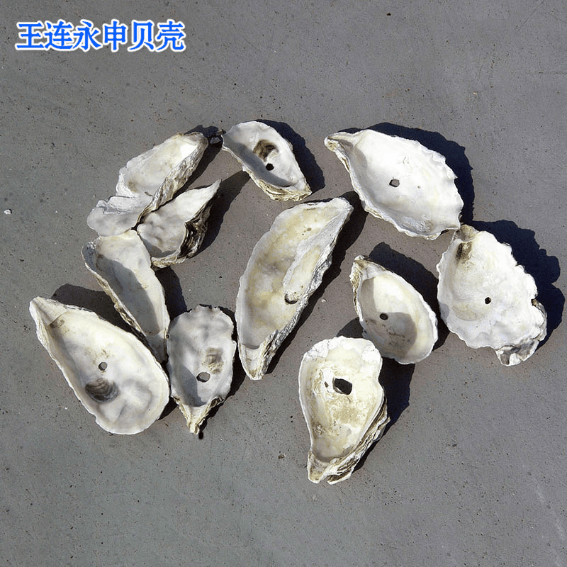 生牡蛎壳整个干净牡蛎壳 生牡蛎壳中药材 牡蛎壳威海厂家