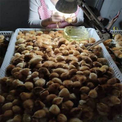 纯种大红公鸡苗