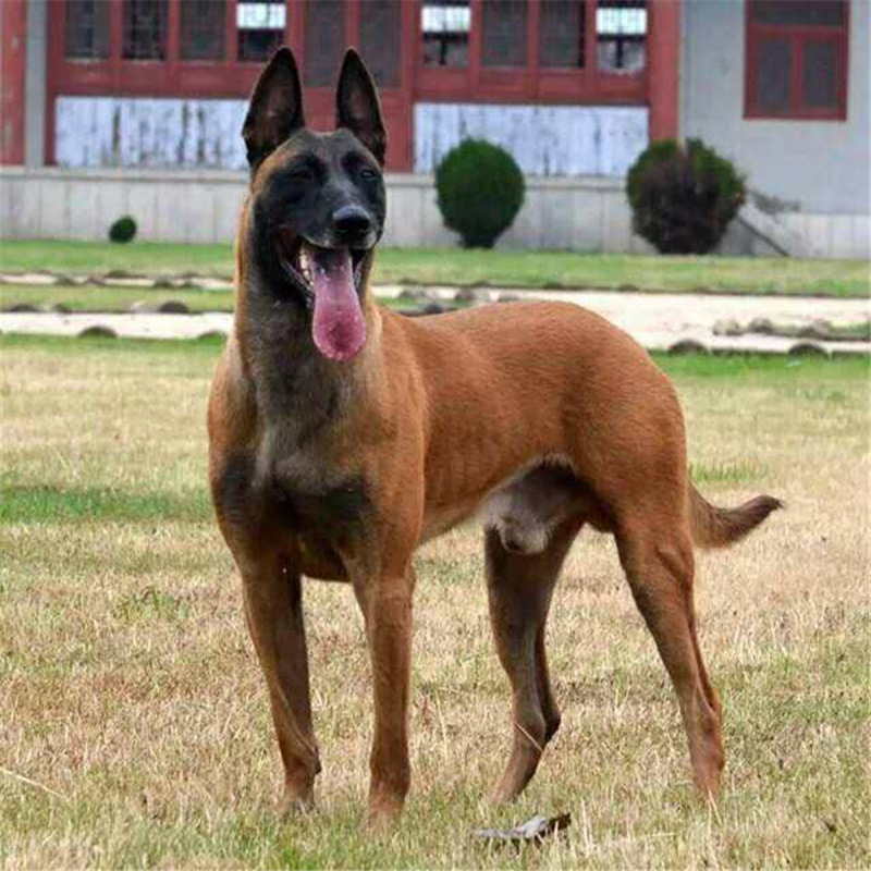 出售马犬幼犬纯种科目黑红红马宠物犬 活体小爆红成年大型纯种