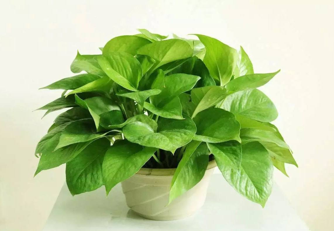 北京花卉绿萝盆栽租摆盆景植物绿植水培植物办公室摆放吸甲醛植物