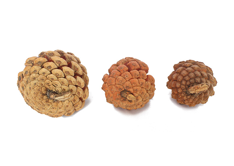 油松松塔油松果产地直销圣诞装饰品松果壳