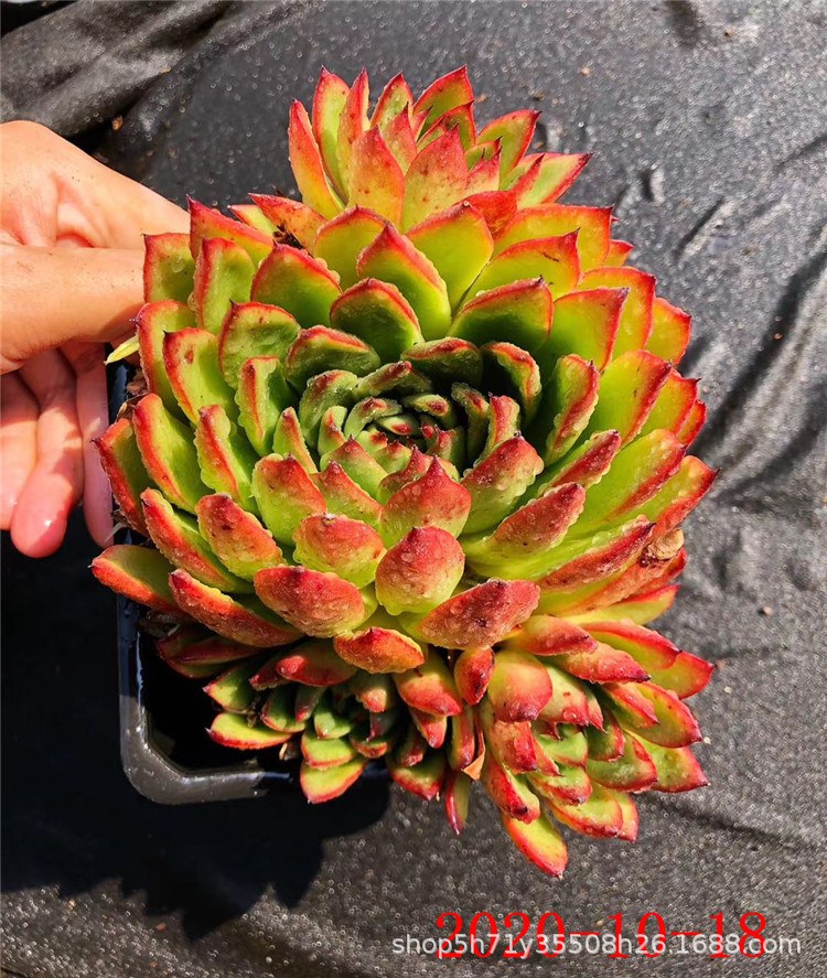 868云南多肉植物批发 雪鹰群生 姬明镜群多肉品种 金黄色状态