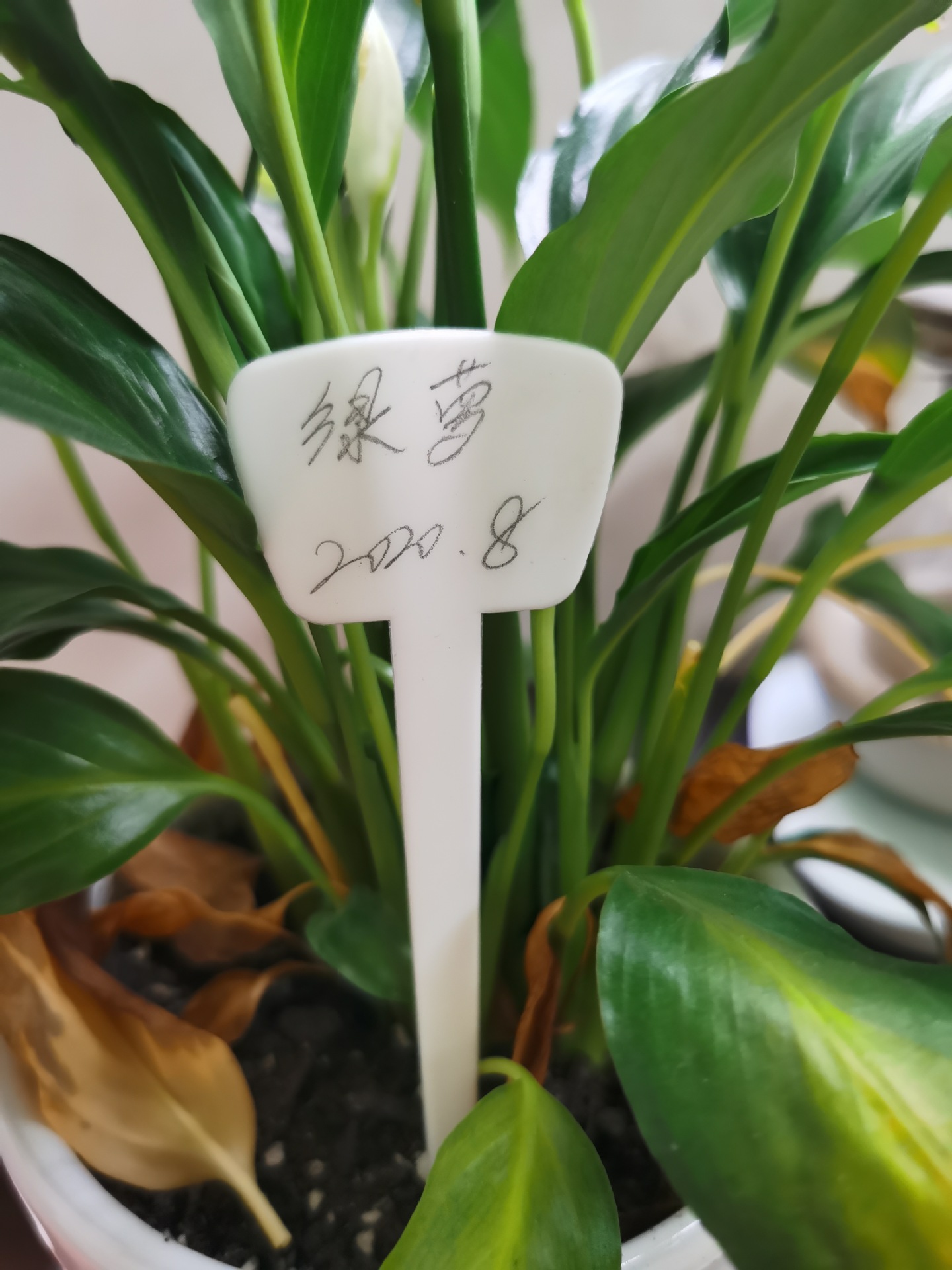 厂家批发 植物标签 13cm小花牌 加工定制多种园艺用品