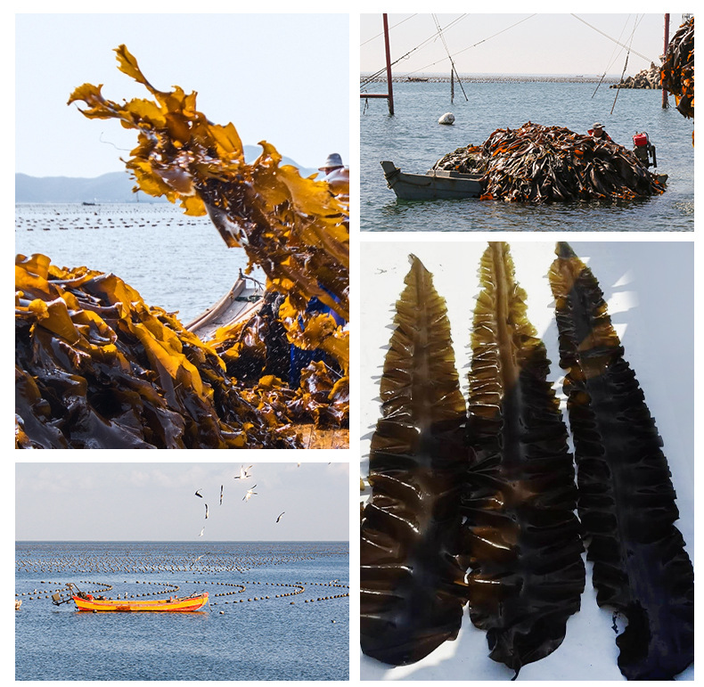 大连海带裙带菜鲜嫩海带丝整箱海带泡发即食火锅食材盐渍海带丝
