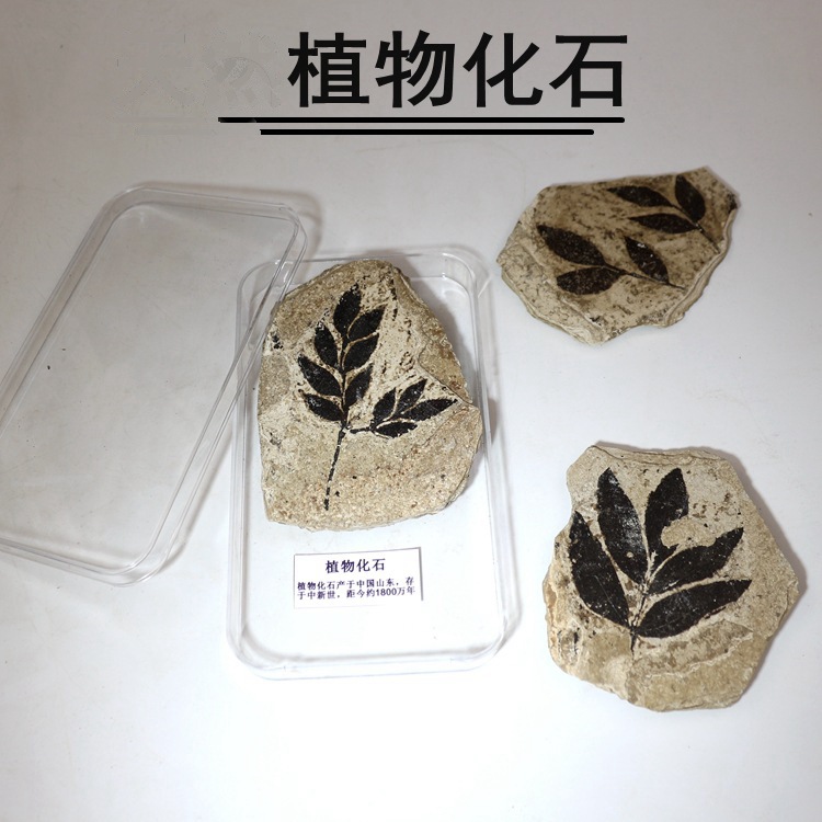 植物化石被子新生代植物化石中新世山旺植物化石科普教学标本