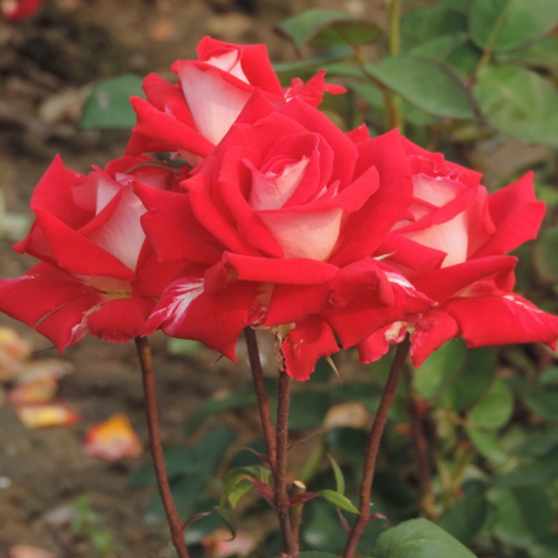 火和平经典大花月季复色系玫瑰灌木四季盆栽地栽观赏植物开花花卉