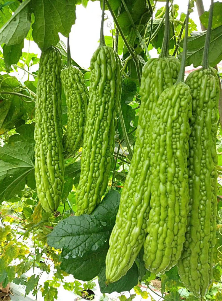 观赏苹果大顶种孑春秋季耐热白黑苦瓜种籽苦瓜种子菜种籽蔬菜种孑