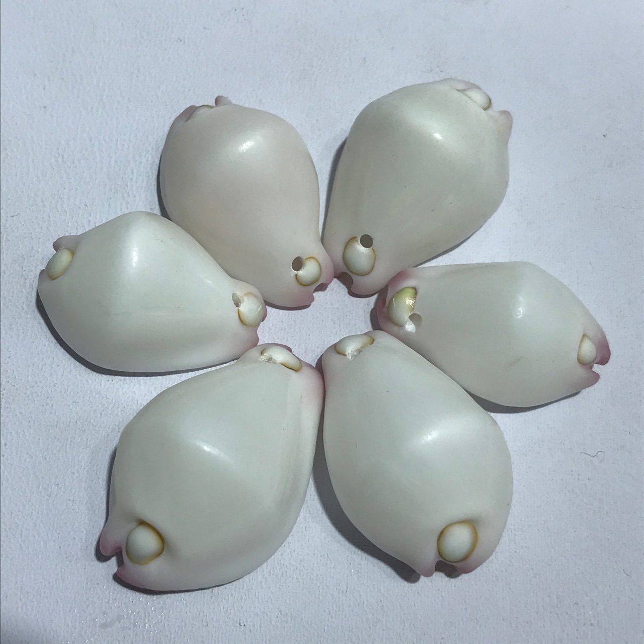 白玉兔螺 白芽宝螺 3-4厘米 标本螺 天然贝壳海螺批发