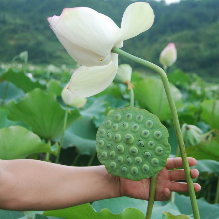 供应莲子种苗 子莲种 莲蓬种 鲜莲蓬 鲜莲子 干壳莲 白花莲子种苗