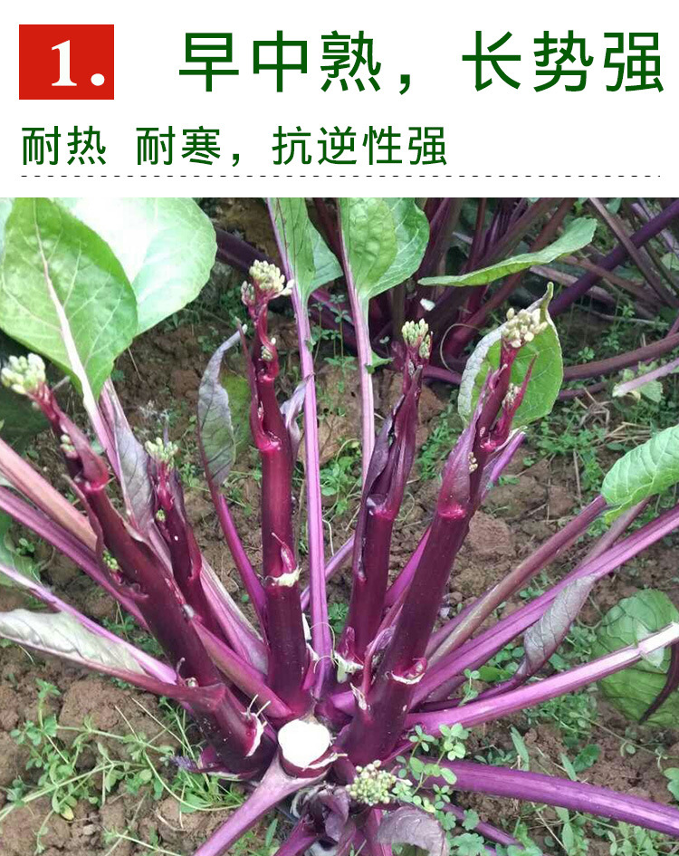 红菜苔种子 农田菜园嫩脆红菜心紫菜薹红油菜芯籽紫菘蔬菜种子