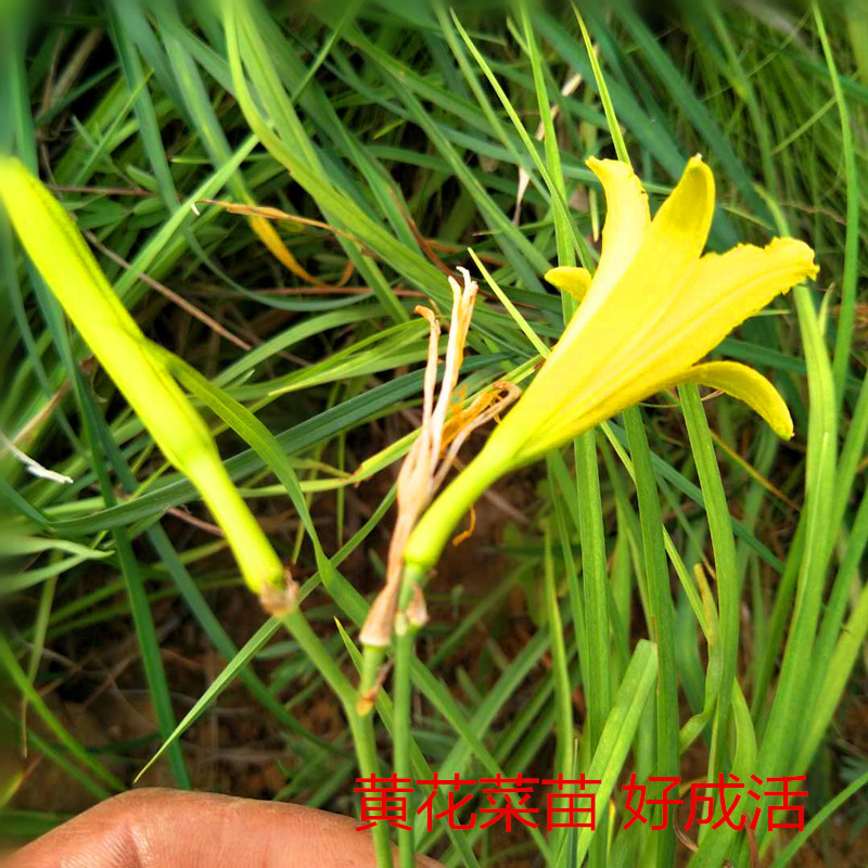 黄花菜苗,金针苗 绿化用苗 农作物用苗黄花菜苗好成活