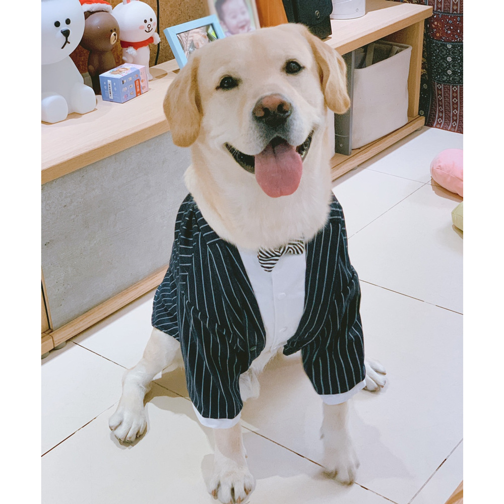 狗狗衣服母狗护肚