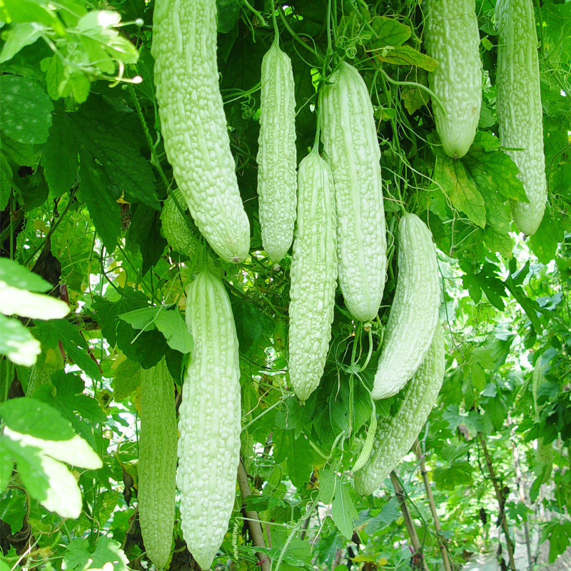 特长白苦瓜种子白色庭院菜园爬藤种籽春季蔬菜瓜果籽种孑脆嫩微苦