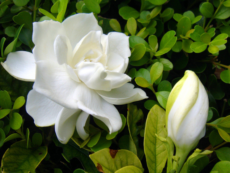 桅子花大树苗盆栽植物室内芳香独杆大叶牡丹栀子花苗