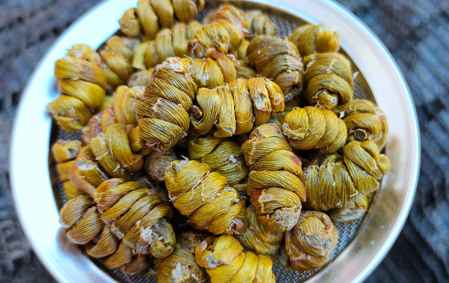 铁皮石斛枫斗全化渣一等品干嚼无渣胶质浓郁雨林基地一件代发