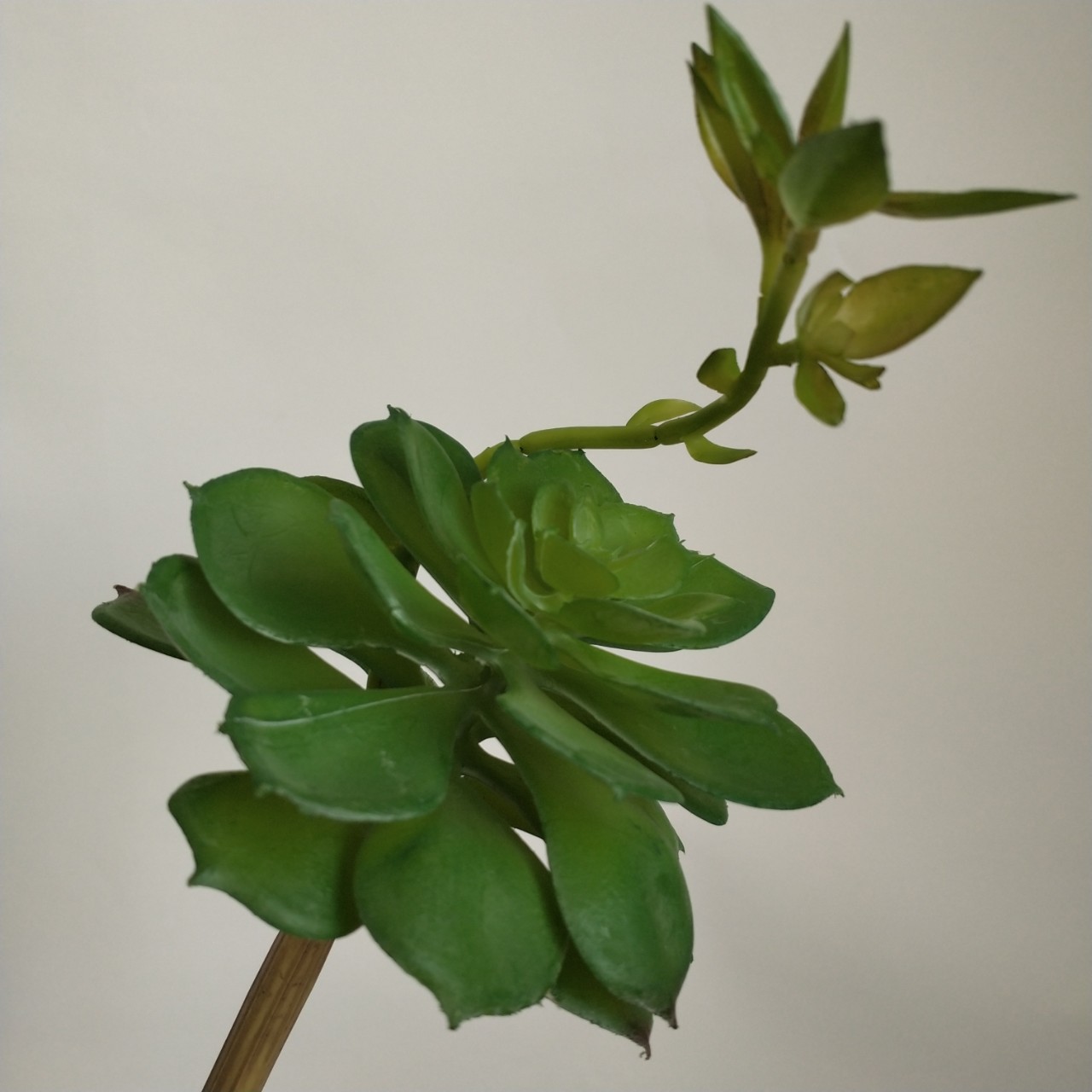 仿真多肉植物带花连体宝莲北欧家居茶几书房摆件插花植物墙配材花