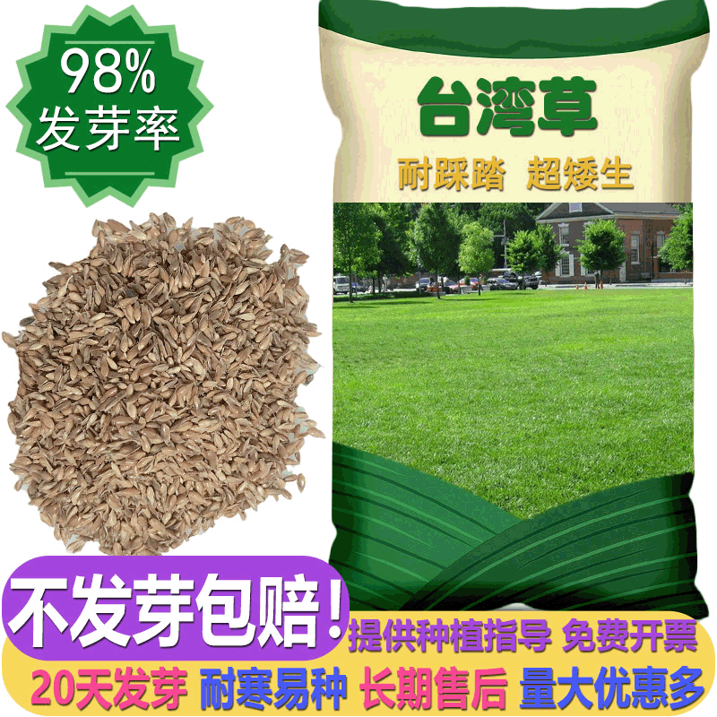 庭院景区3cm矮生耐旱耐践踏进口台湾草马尼拉草坪种子草籽草种子