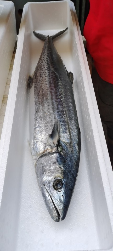 批发供应大鲅鱼青岛本地沙子口春鲅鱼8-10斤每条青岛海鲜礼盒