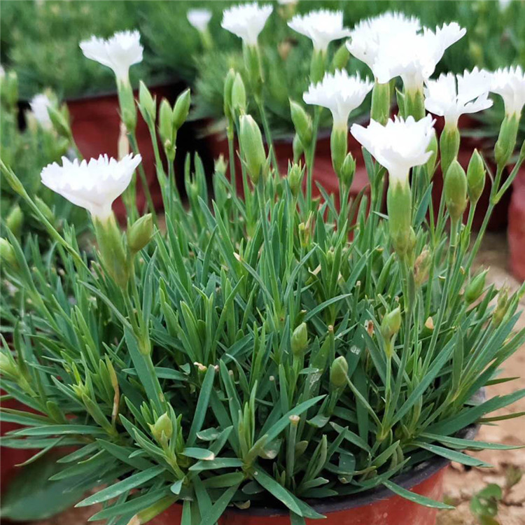 欧石竹价格白色欧石竹白花欧石竹青州花卉大量批发白花欧石竹优惠