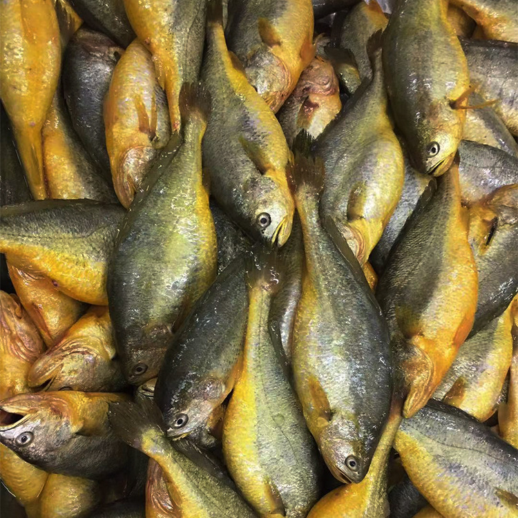【冰冻鱼】-冰冻鱼厂家,品牌,图片,热帖-阿里巴巴