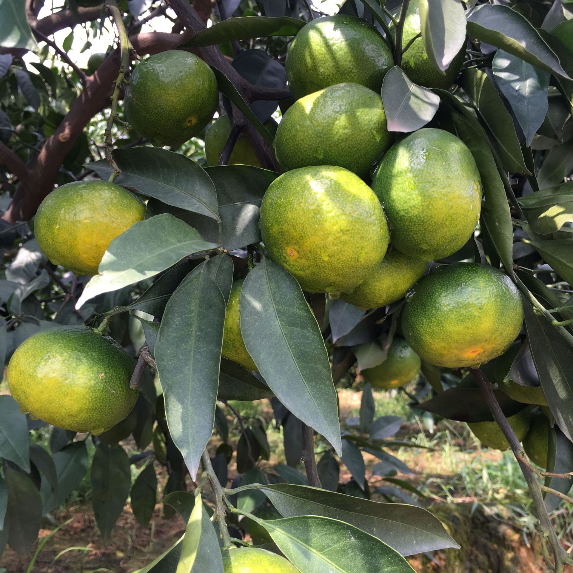 预售四川早熟薄皮青皮蜜桔新鲜采摘现摘现发新鲜水果一件代发包邮